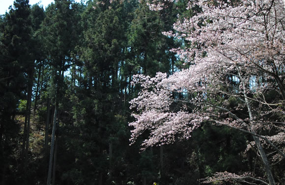 a0166150_733448.jpg