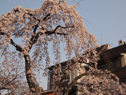 a0212656_835681.jpg