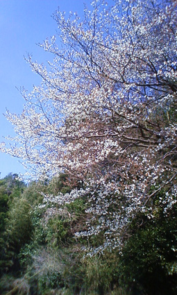 f0212356_7545275.jpg