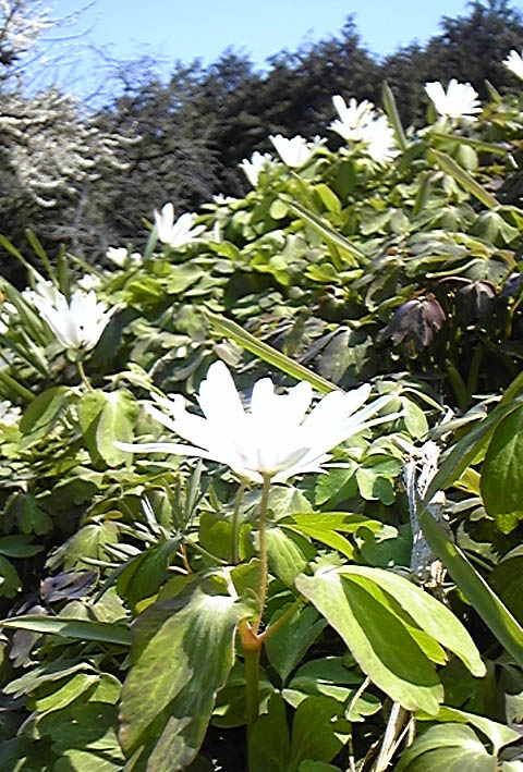 e0118274_1850273.jpg