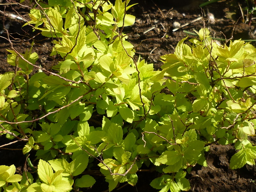 f0198186_1431488.jpg