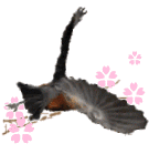 a0098027_16215183.gif