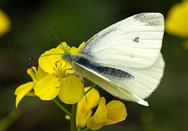 a0206332_8561716.jpg