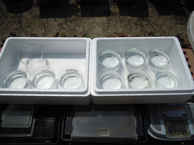 e0097534_18114170.jpg