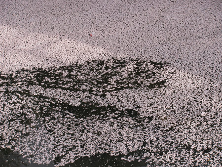 e0181546_1614538.jpg