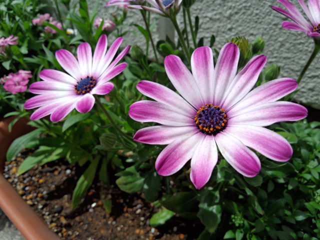 b0174350_23122239.jpg