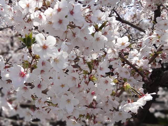 e0004173_20585270.jpg