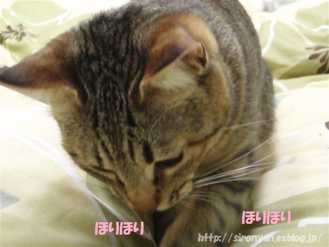 a0159490_1620872.jpg