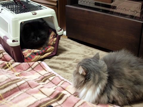 猫ほいほい