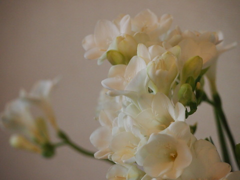 a0196698_2122245.jpg