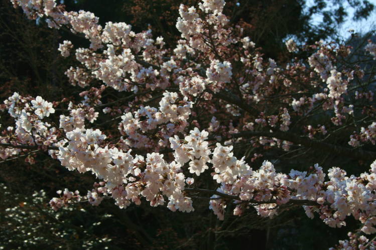 f0031304_71074.jpg