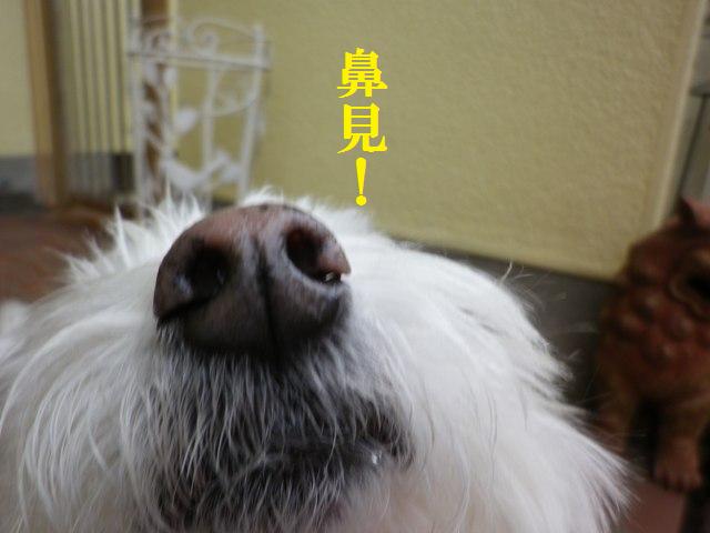 d0104705_10161960.jpg