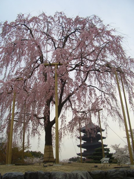 e0033713_951596.jpg