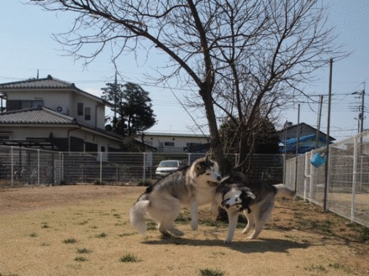 b0207615_22512781.gif