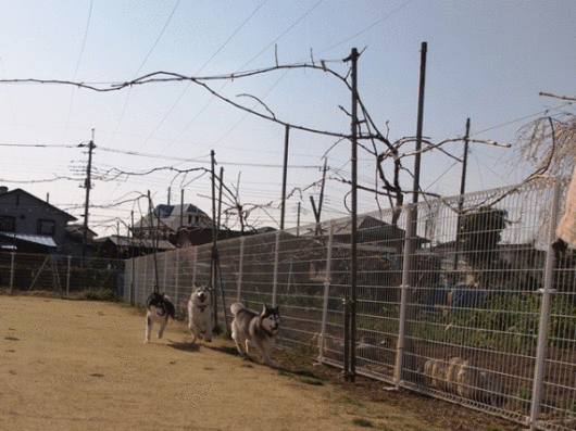 b0207615_22545166.gif