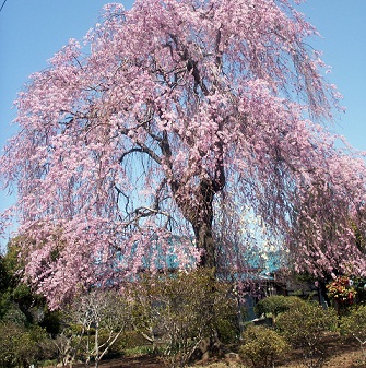 a0053420_0125972.jpg