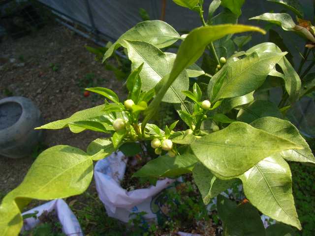 e0241833_818766.jpg