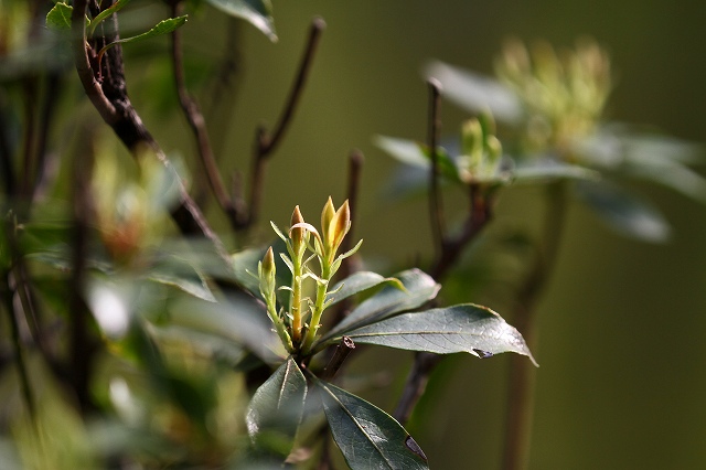 a0242438_1730662.jpg