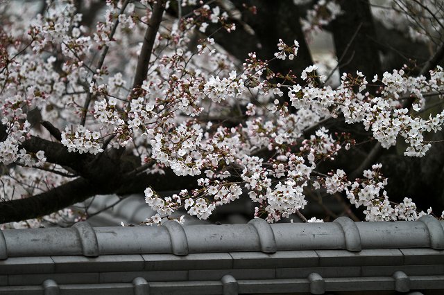 a0242438_17315398.jpg