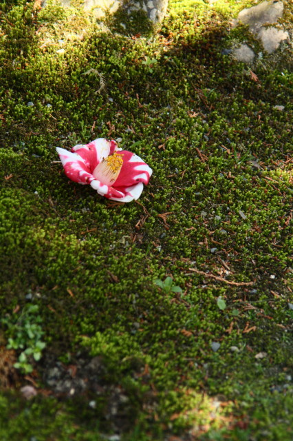 e0039744_2222238.jpg
