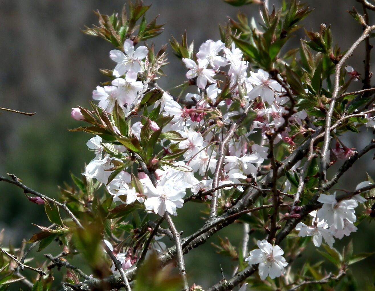 e0064158_2315734.jpg