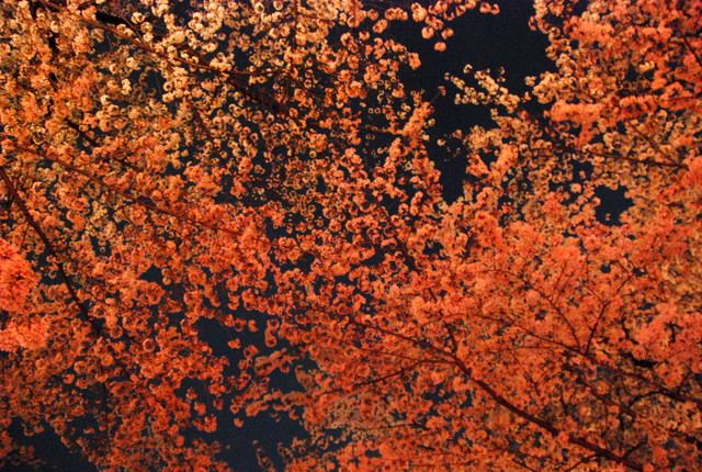 b0174068_23382790.jpg