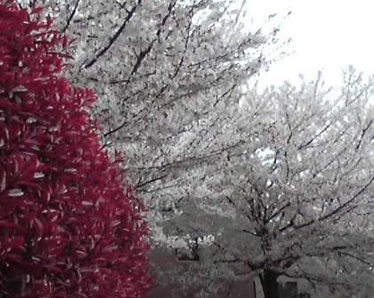 b0134673_20393298.jpg