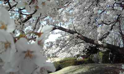 f0140174_0391533.jpg