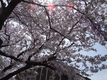 f0039281_12547.jpg