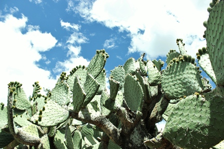 e0172085_1254842.jpg