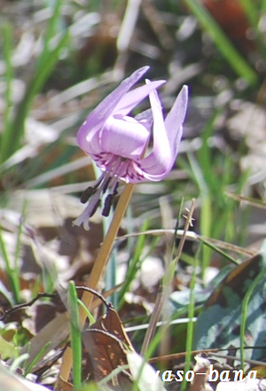 e0025300_14225529.png