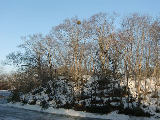 a0101404_21312223.jpg