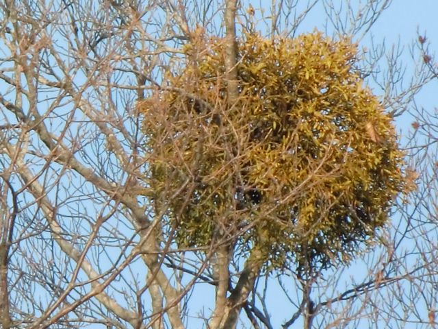 a0101404_21313383.jpg