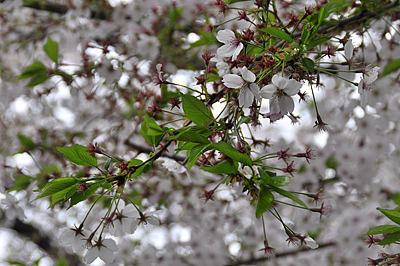 b0069507_6332324.jpg
