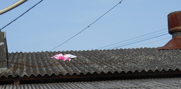 f0042737_944260.jpg