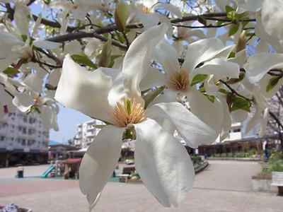 白い花