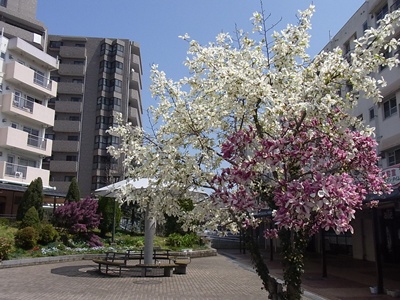 公園の花1