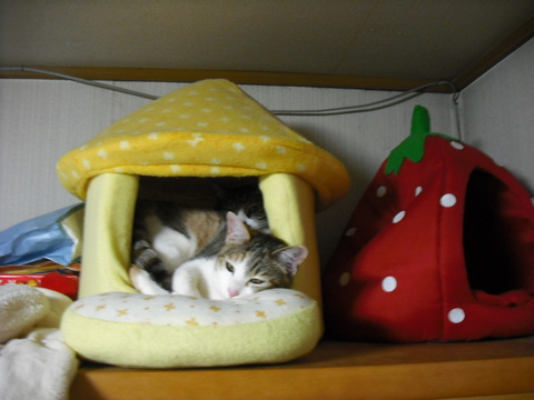 c0194042_20112846.jpg