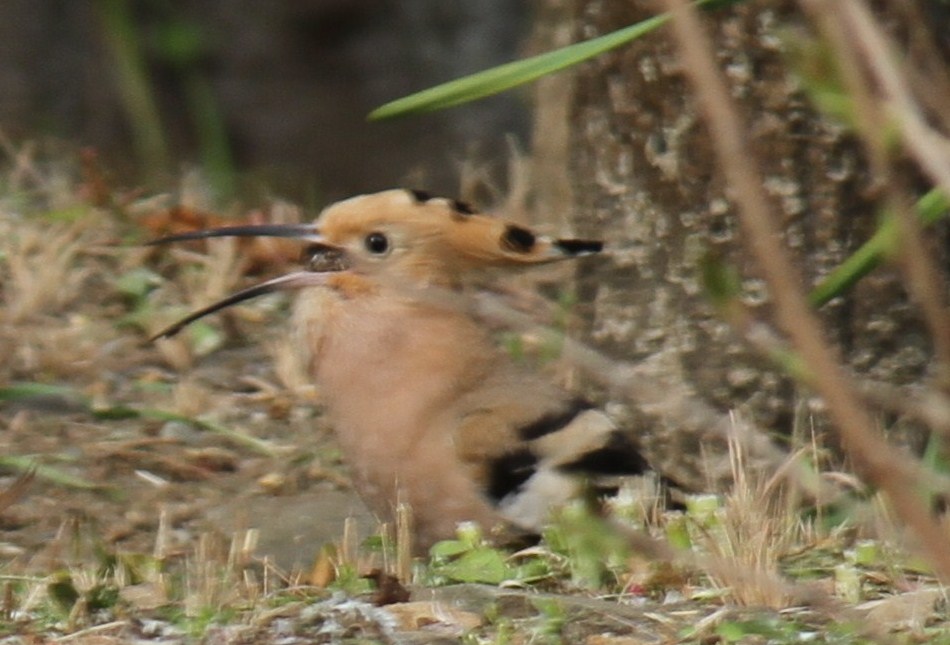 e0197884_1050241.jpg