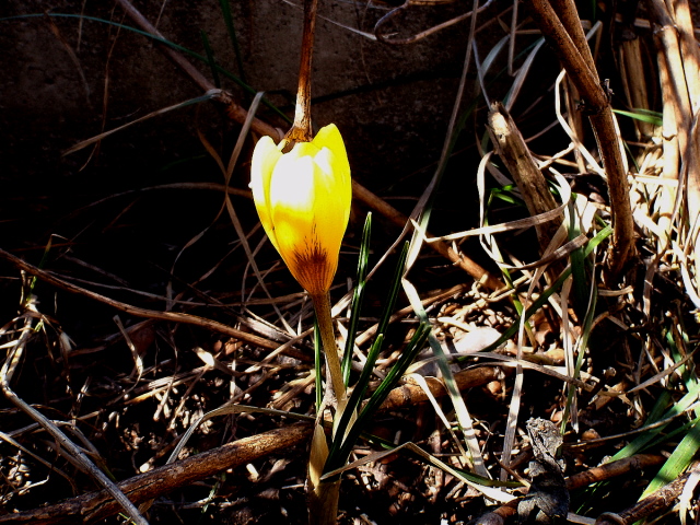 a0007388_12201166.jpg