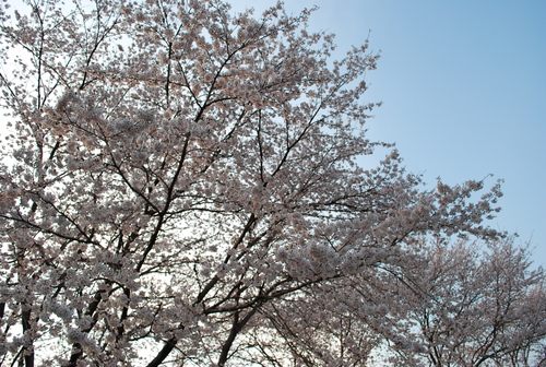 a0147391_17533036.jpg