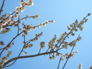 a0236300_1025867.jpg