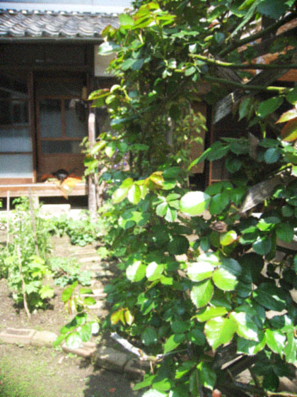 d0077603_5304344.jpg