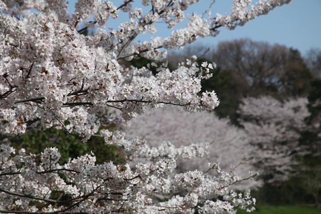 c0041207_931351.jpg