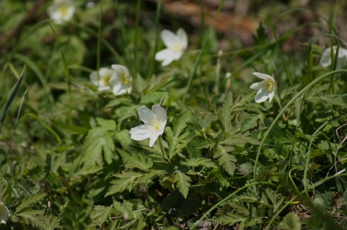 c0042418_8303322.jpg