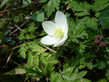 c0042418_8305112.jpg
