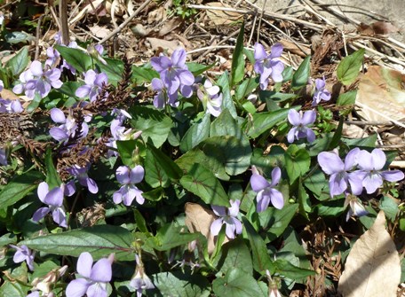c0042418_8312351.jpg