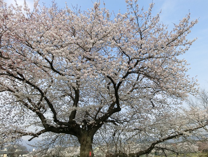 f0237037_4454868.jpg