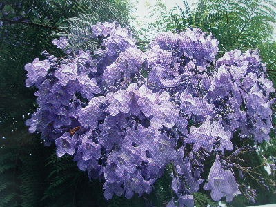 a0054240_23365132.jpg