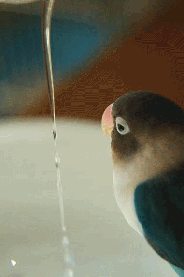 c0145250_1244557.gif